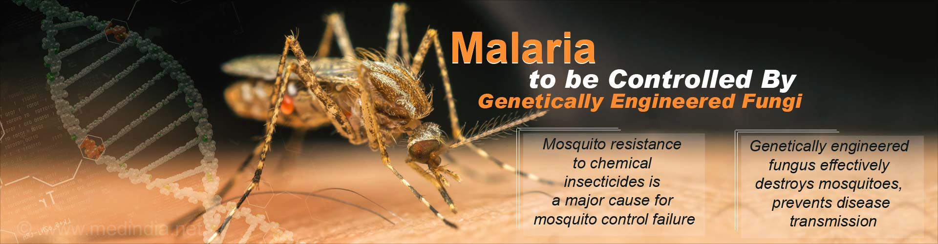 Malaria to be controlled by genetically engineered fungi
- Mosquito resistance to chemical insecticides is a major cause for mosquito control failure
- Genetically engineered fungus effectively destroys mosquitoes, prevents disease transmission