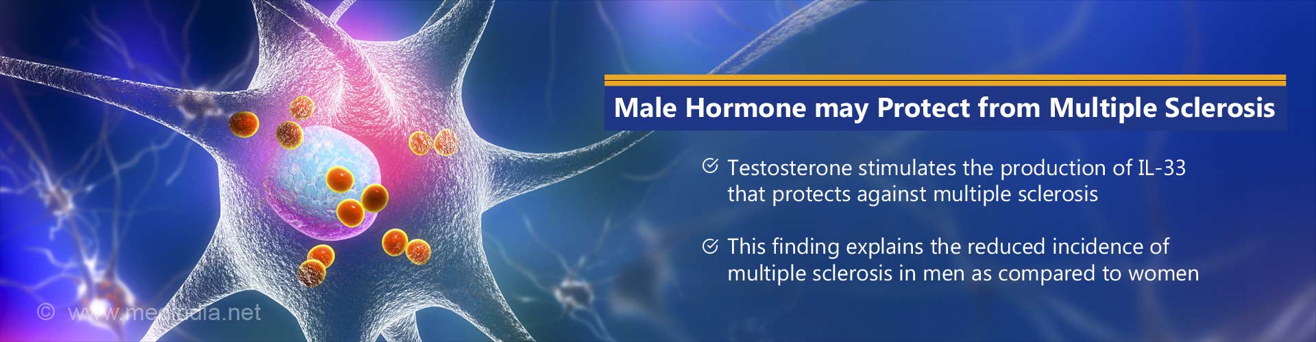 male hormone may protect from multiple sclerosis
- testosterone stimulates the production of IL-33 that protects against multiple sclerosis
- this finding explains the reduced incidence of multiple sclerosis in men as compared to women