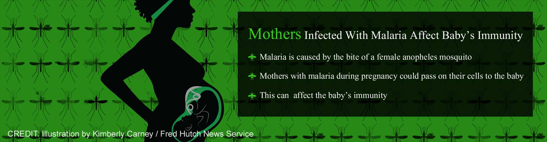 Mothers infected with malaria affect baby's immunity
- Malaria is caused by the bite of a female anopheles mosquito
- Mothers with malaria during pregnancy could pass on their cells to the baby
- This can affect the baby's immunity