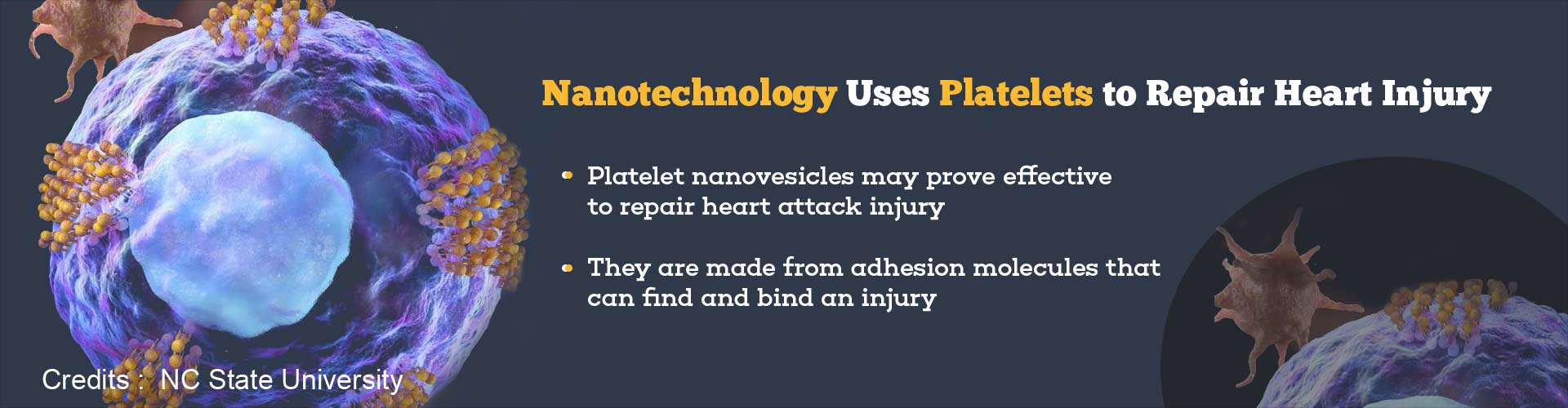 nanotechnology uses platelets to repair heart injury
- platelet nanovesicles may prove effective to repair heart attack injury
- they are made from adhesion molecules that can find and bind an injury