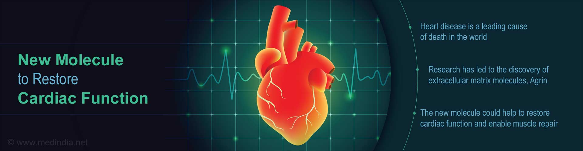 New Molecule to Restore Cardiac Function
- Heart disease is a leading cause of death in the world
- Research has led to the discovery of extracellular matrix molecules, Agrin
- The new molecule could help restore cardiac function and enable muscle repair