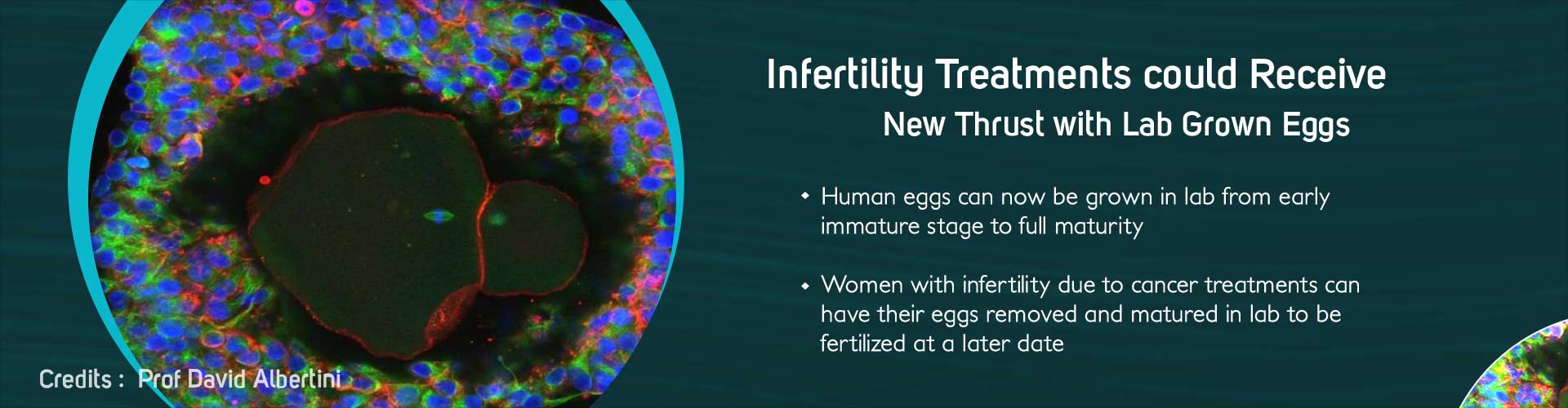 infertility treatments could receive new thrust with lab grown eggs
- human eggs can now be grown in lab from early immature stage to full maturity
- women with infertility due to cancer treatments can have their eggs removed and matured in lab to be fertilized at a later date