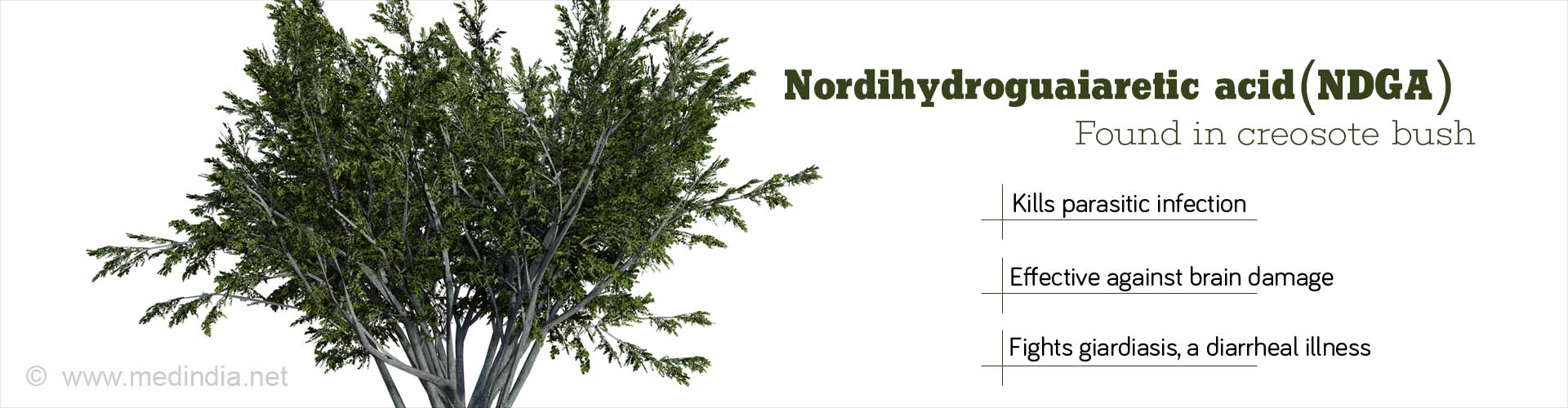 Nordihydroguaiaretic acid (NDGA) found in creosote bush
- Kills parasitic infection
- Effective against brain damage
- Fights giardiasis, diarrheal illness