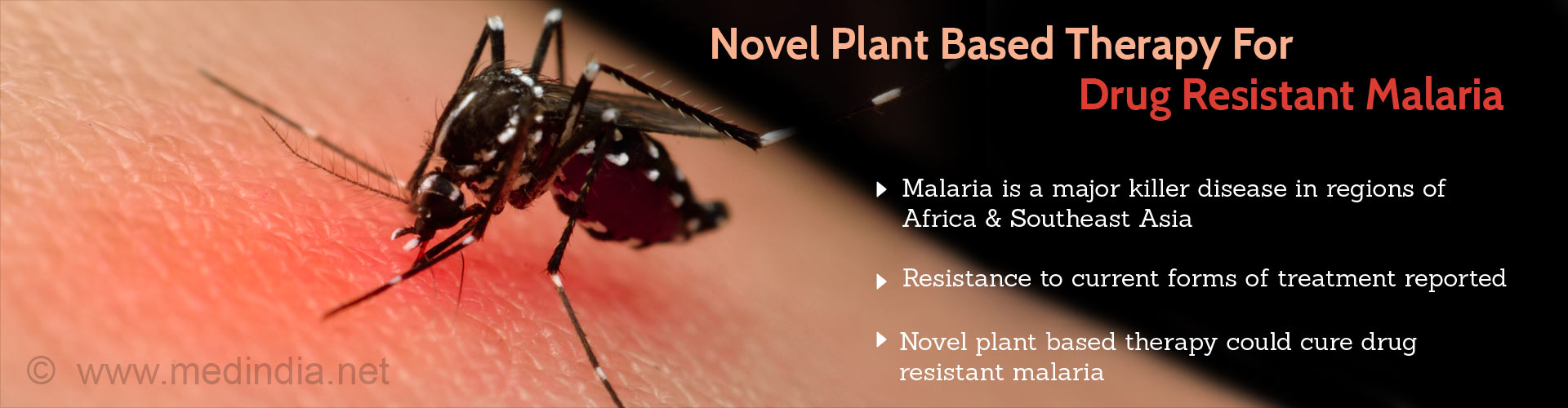 Novel plant based therapy for drug resistant malaria
- Malaria is a major killer disease in regions of Africa and Southeast Asia
- Resistance to current forms of treatment reportes
- Novel plant based therapy could cure drug resistant malaria