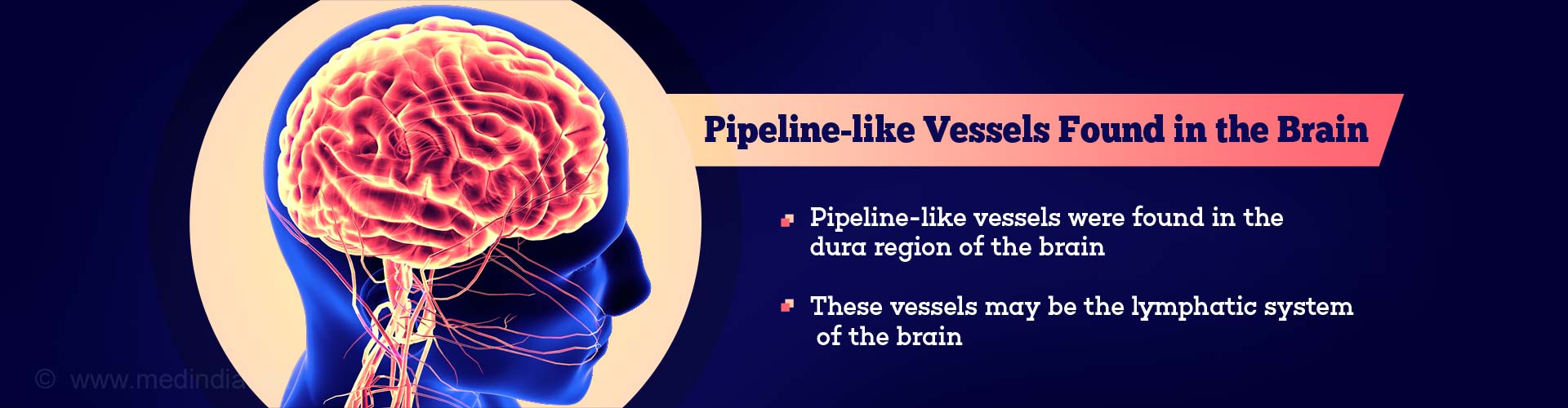 Pipeline-like Vessels Found in the Brain
- Pipeline-like vessels were found in the dura region of he brain
- These vessels may be the lymphatic system of the brain