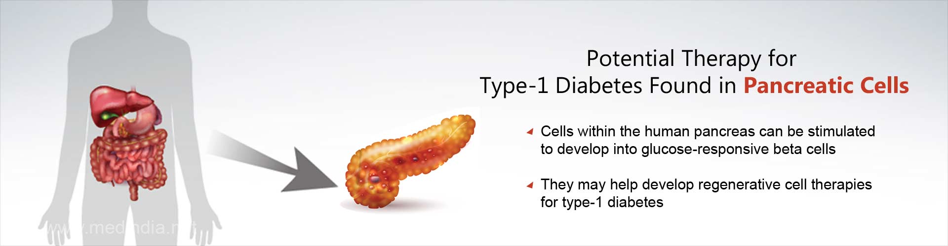 potential therapy for type-1 diabetes found in pancreatic cells
- cells within the human pancreas can be stimulated to develop into glucose-responsice beta cells
- they may help develop regenerative cell therapies for type-1 diabetes