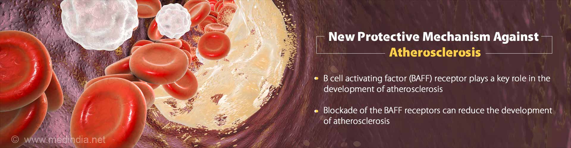 New protective mechanism against atherosclerosis. B cell activating factor (BAFF) plays a key role in the development of atherosclerosis. Blockade of the BAFF receptors can reduce the development of atherosclerosis.