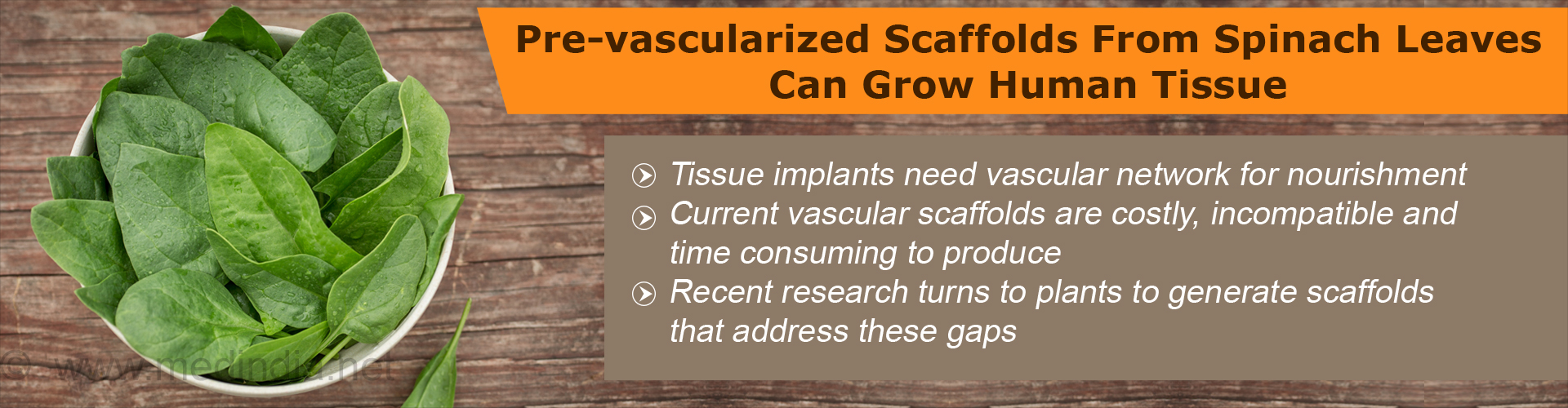Pre-vascularized scaffolds from spinach leaves can grow human tissue
- Tissue implants need vascular network for nourishment
- Current vascular scaffolds are costly, incompatible and time consuming to produce
- Recent research turns to plants to generate scaffolds that address these gaps