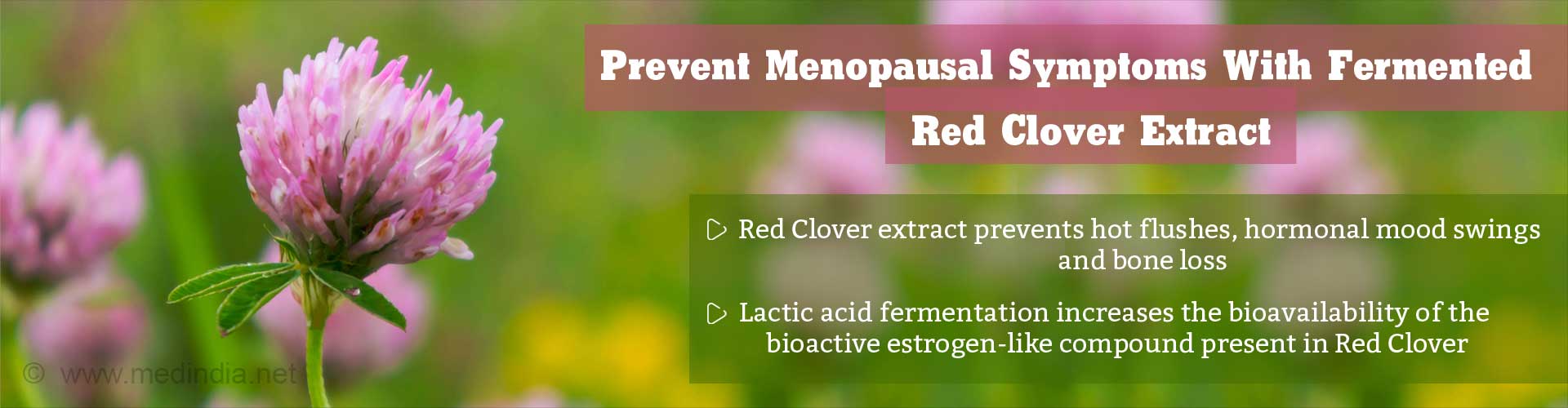 Prevent Menopausal Symptoms with Fermented Red Clover Extract
- Red clover extract prevents hot flushes, hormonal mood swings and bone loss
- Lactic acid fermentation increases the bio availability of the bio active estrogen-like compound present in Red Clover