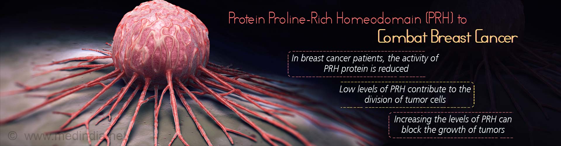 Protein proline-rich homeodomain (PRH) to combat breast cancer
- In breast cancer patients, the activity of PRH protein is reduced
- Low levels of PRH contribute to the division of tumor cells
- Increase the levels of PRH can block the growth of tumors