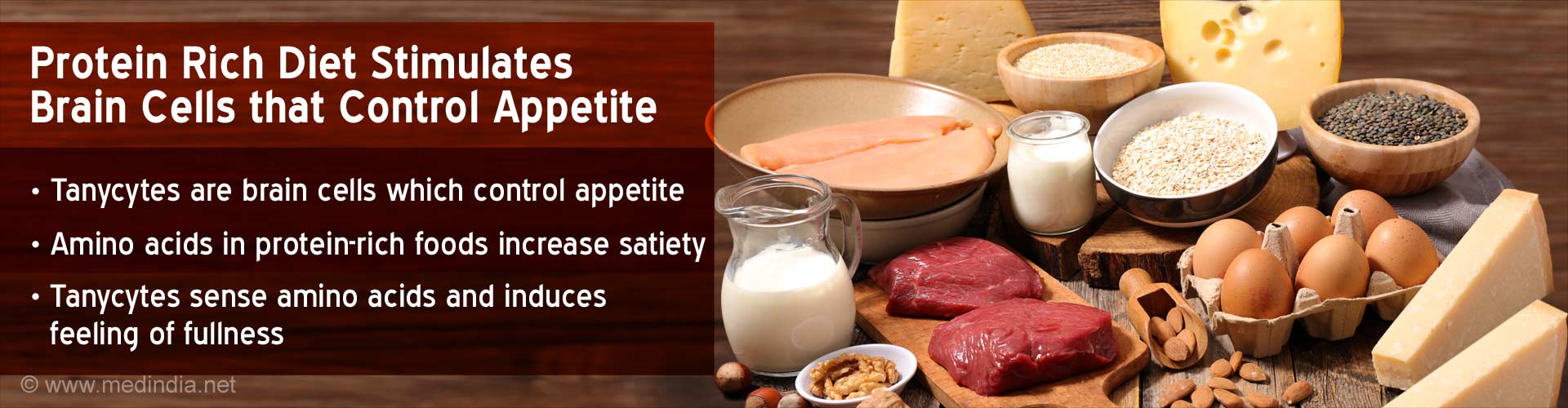 Protein rich diet stimulates brain cells that control appetite
- Tanycytes are brain cells which control appetite
- Amino acids in protein-rich foods increase satiety
- Tanycytes sense amino acids and induce feeling of fullness 