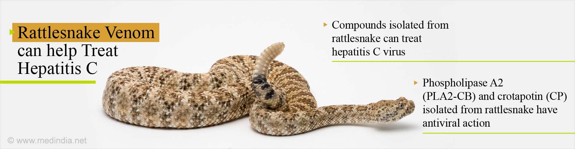 Treat Hepatitis C With Compounds from Rattlesnake Venom