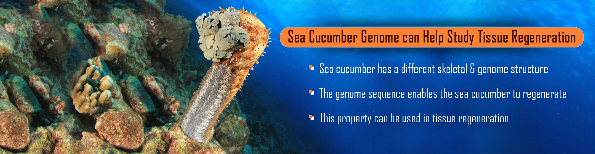 How Sea Cucumber Genome Can Help Study Tissue Regeneration