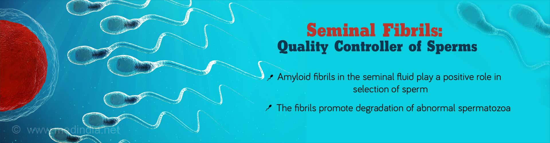 Seminal Fibrils: Quality Controller of Sperms
- amyloid fibrils in the seminal fluid play a positive role in selection od sperm
- The fibrils promote degradation of abnormal spermatozoa
