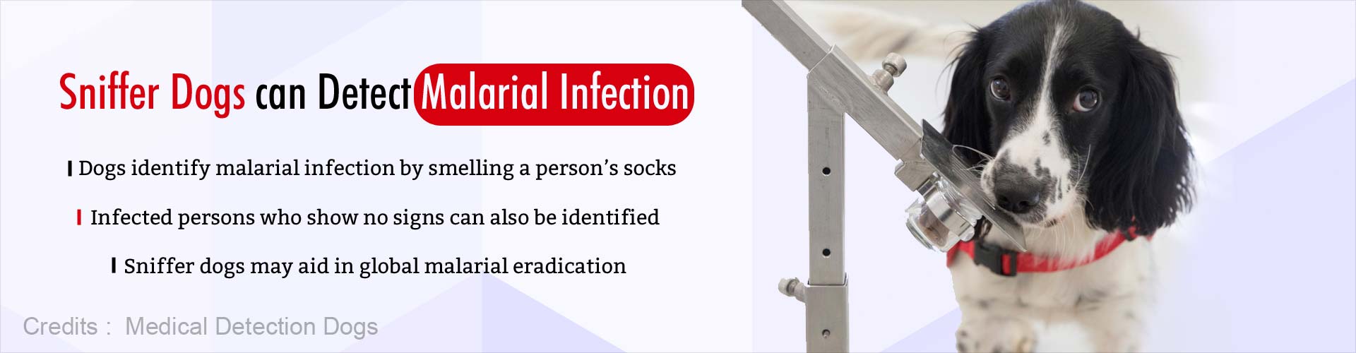 Sniffer dogs can detect malarial infection. Dogs identify malarial infection by smelling a person''s socks. Infected persons who show no signs can also be identified. Sniffer dogs may aid in global malarial eradication.