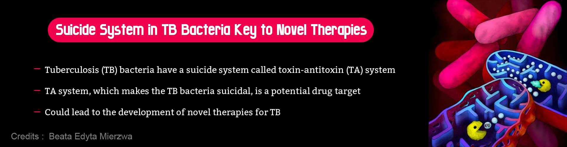 Suicide system in TB bacteria key to novel therapies. Tuberculosis (TB) bacteria have a suicide system called toxin-antitoxin (TA) system. TA system, which makes the TB bacteria suicidal, is a potential drug target. Could lead to the development of novel therapies for TB.