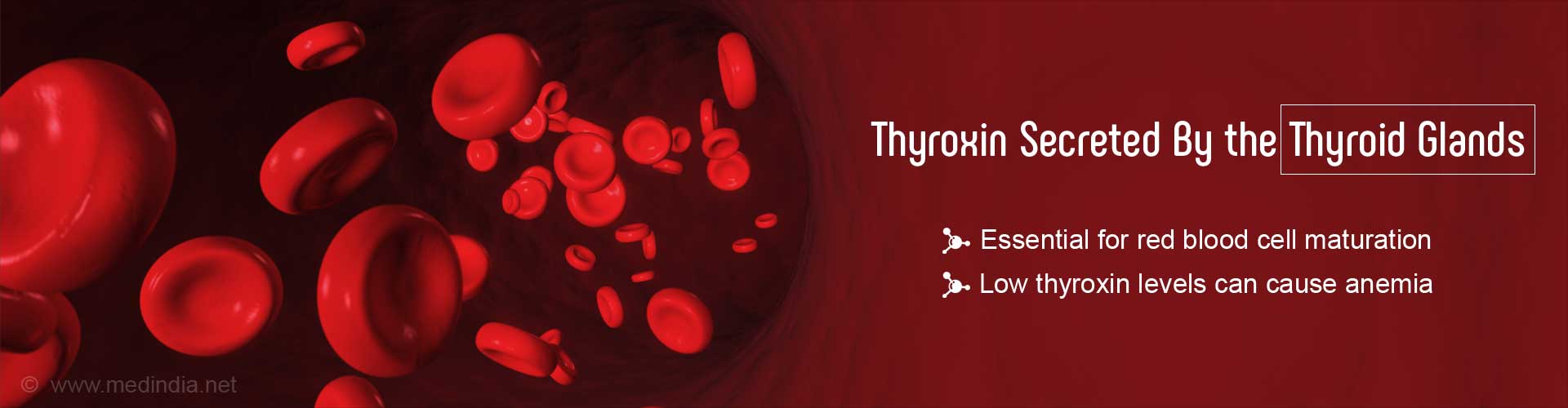 Thyroxin secreted by the thyroid glands
- essential for red blood cell maturation
- low thyroxin levels can cause anemia 