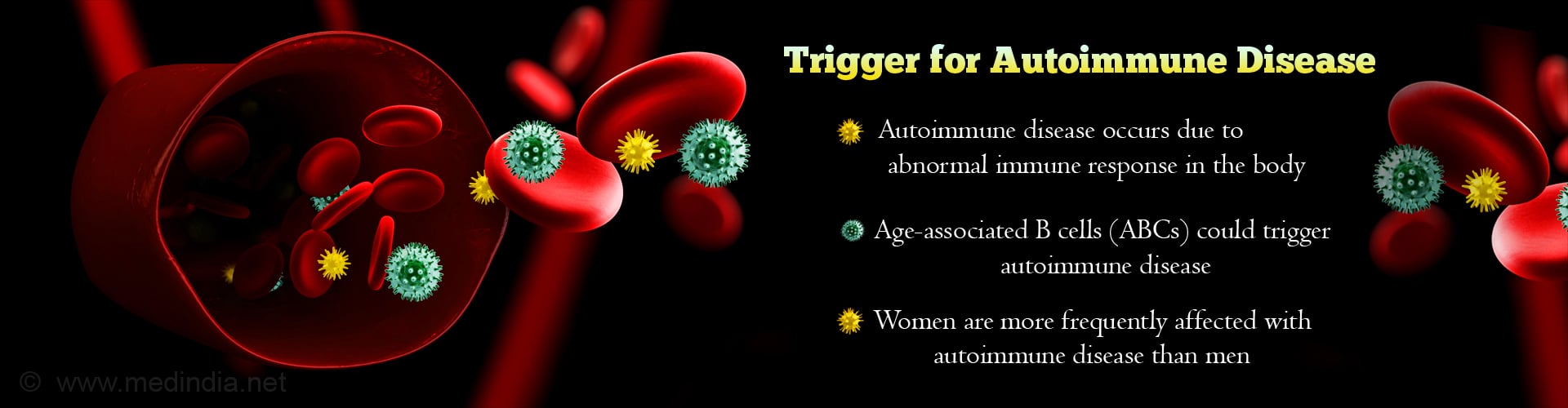 Trigger for Autoimmune Disease
- Autoimmune disease occurs due to abnormal immune response in the body
- Age-related B cells (ABCs) could trigger autoimmune disease
- Women are more frequently affected with autoimmune disease than men