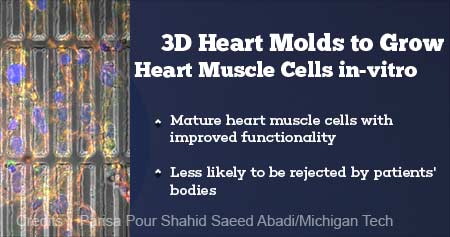 3D Mold to Grow Heart Cells In the Human Body