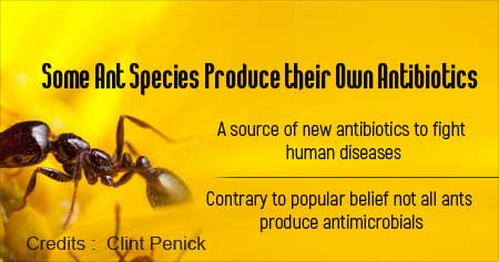 Future Antibiotics from Ants