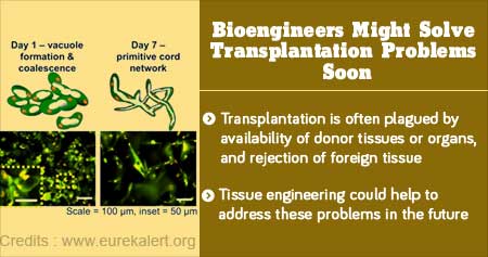 Capillary Growth Possible in Lab Developed Tissues