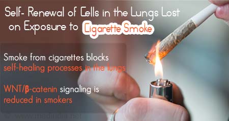 Cigarette Smoke Chokes Self-Healing Capacity of Lungs