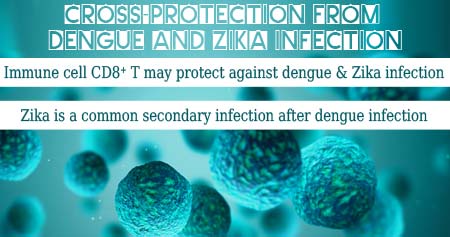 Cross-Protection From Dengue and Zika Infection