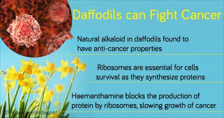 Natural Cancer-Fighting Compound in Daffodils

