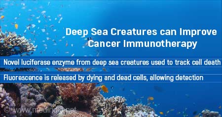 How Deep Sea Creatures can Improve Cancer Immunotherapy