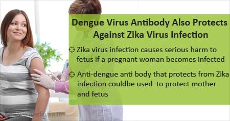 Effective Antibody Against Dengue And Zika Virus Infection Identified