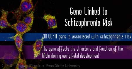 Gene Linked To Schizophrenia Risk