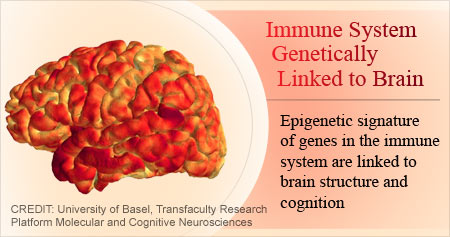 Genetic Link Between Immune System and Memory