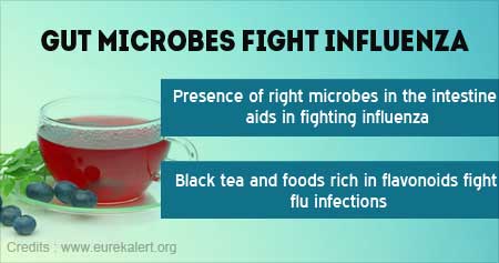 Gut Microbes to Help Fight Influenza