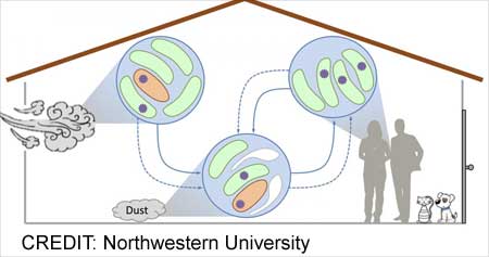 室内灰尘中的细菌会传播抗生素耐药性