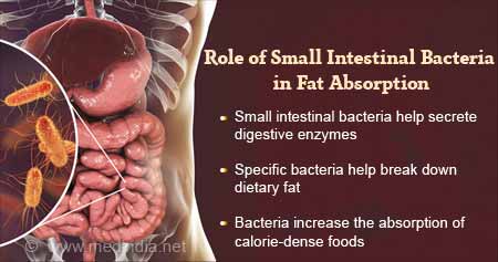 Role of Small Intestinal Bacteria in Fat Absorption