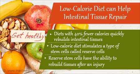 Low-Calorie Diets to Rebuild Intestinal Tissues