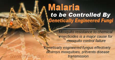 Natural Killers to Control Malaria