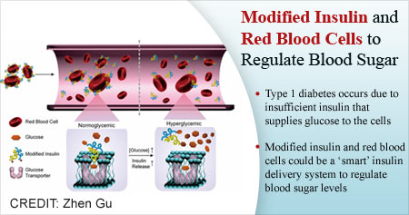 How Modified Insulin and Red Blood Cells Regulate Blood Sugar