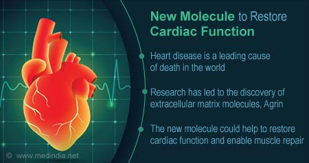 New Matrix Molecules to Restore Cardiac Function