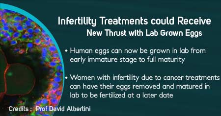 Lab Gown Human Eggs Give New Thrust To Infertility Treatments