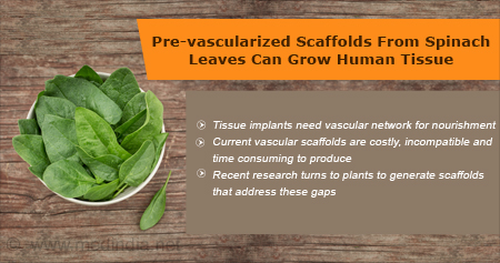 Spinach Leaves To Grow Human Tissue