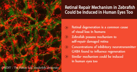 New Discovery for Retinal Regeneration in Human Eyes