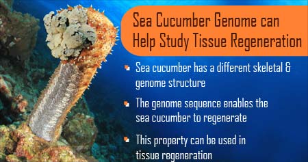 How Sea Cucumber Genome Can Help Study Tissue Regeneration