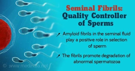 How Seminal Fluid Fibrils is Associated Sperm Quality