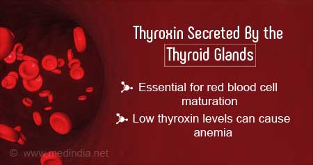 Thyroxin Crucial For Red Blood Cell Maturation