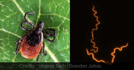 Lyme Disease: Breakthrough Could Lead to Better Treatments