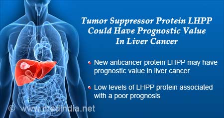 New Anti-cancer Protein Identified In Liver Cancer