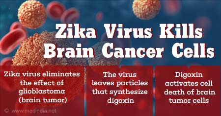 Zika Virus can Kill Brain Tumor