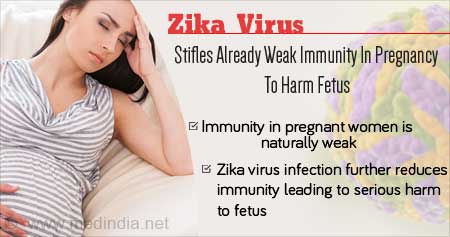 How Zika Virus Infection During Pregnancy Can Harm Fetus