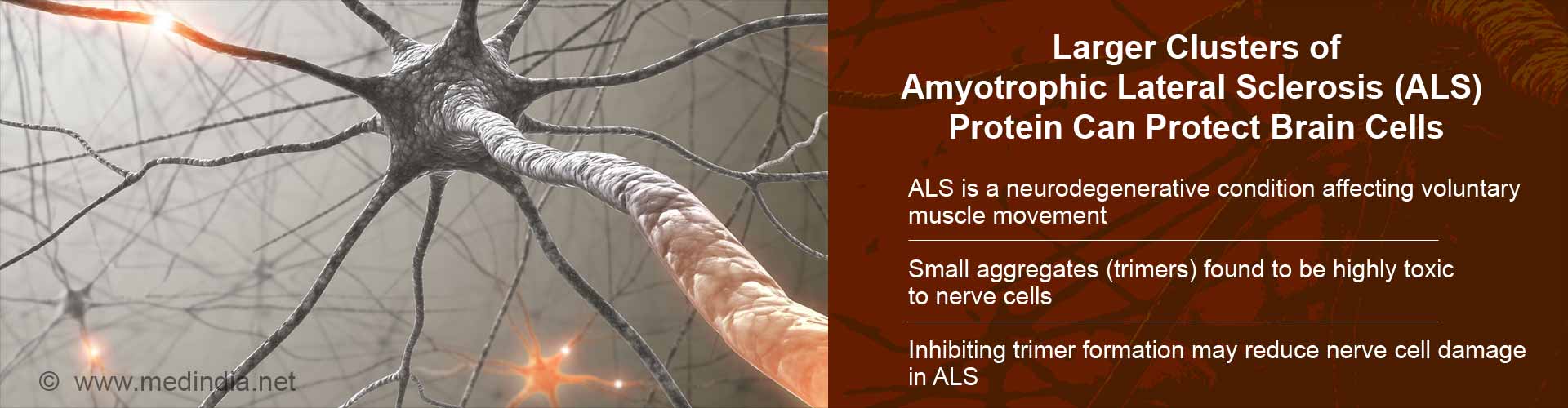 Larger Clusters of ALS Protein Can Protect Brain Cells